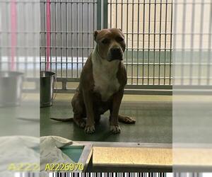 American Pit Bull Terrier Dogs for adoption in West Palm Beach, FL, USA
