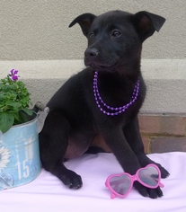 Medium Photo #1 Mutt Puppy For Sale in Helena, AL, USA