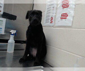 Labrador Retriever-Unknown Mix Dogs for adoption in Fayetteville, NC, USA