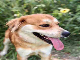 Borador Dogs for adoption in Pasadena, TX, USA