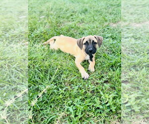 American Staffordshire Terrier-Boxer Mix Dogs for adoption in Holly Springs, NC, USA