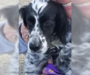 English Setter Dogs for adoption in Ramsey, NJ, USA
