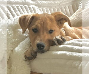Mutt Dogs for adoption in Sandy, UT, USA