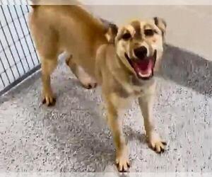German Shepherd Dog-Unknown Mix Dogs for adoption in Houston, TX, USA