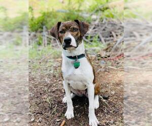 Mutt Dogs for adoption in Woodinville, WA, USA