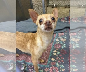 Chihuahua Dogs for adoption in Martinsburg, WV, USA