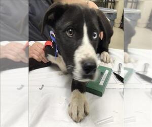 Labrador Retriever-Unknown Mix Dogs for adoption in Riverside, CA, USA