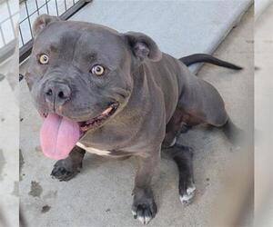 American Pit Bull Terrier Dogs for adoption in San Andreas, CA, USA