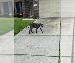 American Pit Bull Terrier Dogs for adoption in Houston, TX, USA