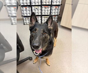 German Shepherd Dog Dogs for adoption in La Porte, IN, USA