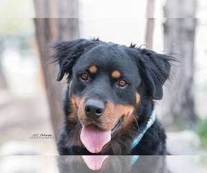 Small Bernese Mountain Dog-Rottweiler Mix