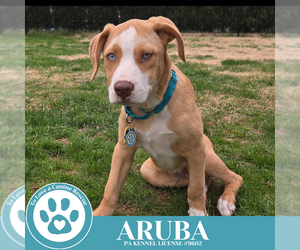 Mutt Dogs for adoption in Kimberton, PA, USA