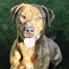 Rottweiler-American Pit Bull Terrier Dogs for adoption in Dallas, TX, USA