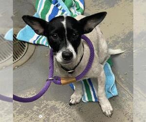Rat Terrier-Unknown Mix Dogs for adoption in Tallahassee, FL, USA