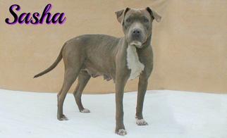 American Pit Bull Terrier-Unknown Mix Dogs for adoption in Houston, MO, USA