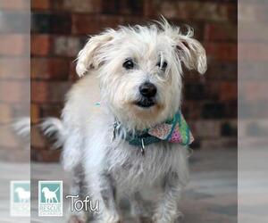 Glen of Imaal Terrier-Unknown Mix Dogs for adoption in Carlsbad, CA, USA