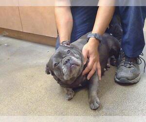 French Bulldog Dogs for adoption in Sacramento, CA, USA