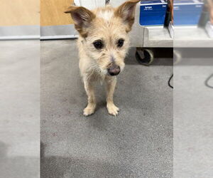 Cairn Terrier-Unknown Mix Dogs for adoption in Forestville, MD, USA
