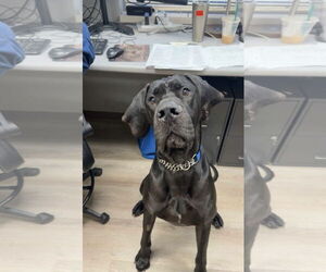 Great Dane Dogs for adoption in Duluth, MN, USA