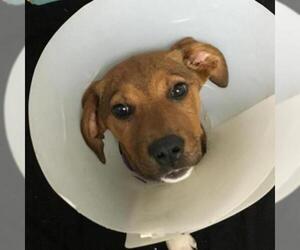 Medium Photo #1 Labrador Retriever-Unknown Mix Puppy For Sale in Austin, TX, USA