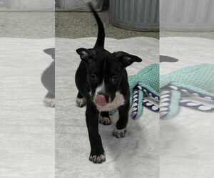 American Boston Bull Terrier Dogs for adoption in Mechanicsburg, PA, USA