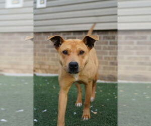 Chinese Shar-Pei-Unknown Mix Dogs for adoption in garner, NC, USA