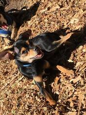 Chipin Dogs for adoption in Boerne, TX, USA