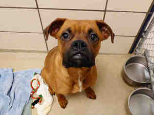 Boxer Dogs for adoption in Fort Wayne, IN, USA