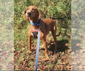 Redbone Coonhound Dogs for adoption in Westminster, MD, USA