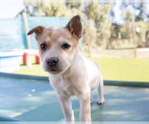 Mutt Dogs for adoption in El Cajon, CA, USA