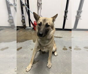 German Shepherd Dog Dogs for adoption in Stockton, CA, USA