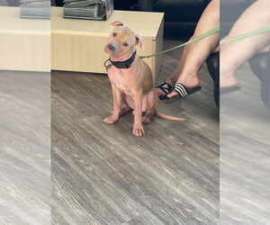 American Pit Bull Terrier Dogs for adoption in Minneapolis, MN, USA