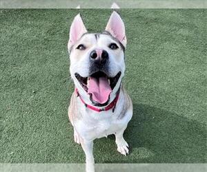 American Pit Bull Terrier-Siberian Husky Mix Dogs for adoption in Martinez, CA, USA