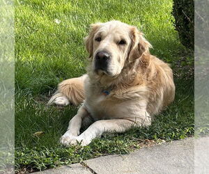 Golden Pyrenees Dogs for adoption in Brewster, NY, USA