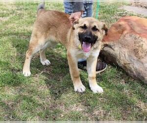 Shepradors Dogs for adoption in Arlington, TX, USA