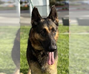 German Shepherd Dog Dogs for adoption in Petaluma, CA, USA