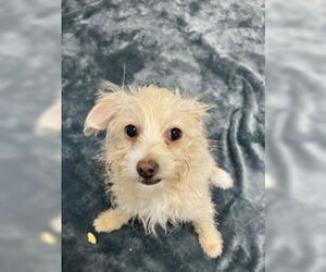 Mutt Dogs for adoption in Salinas, CA, USA