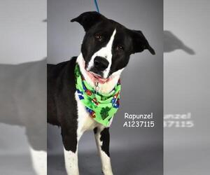 Labrador Retriever Dogs for adoption in Bakersfield, CA, USA