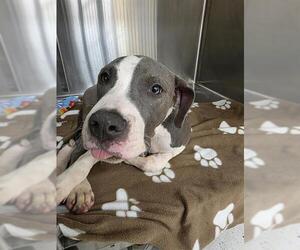 American Pit Bull Terrier Dogs for adoption in Center Township, PA, USA