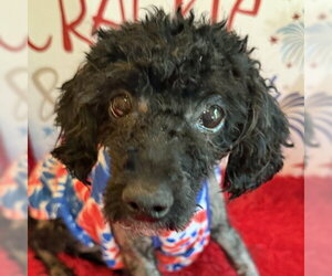 Mutt Dogs for adoption in Arlington, VA, USA