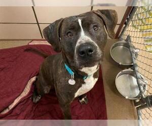 German Shorthaired Pointer-Plott Hound Mix Dogs for adoption in Fort Wayne, IN, USA