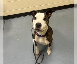 American Pit Bull Terrier-Unknown Mix Dogs for adoption in Denver, CO, USA