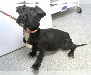 American Pit Bull Terrier-Dachshund Mix Dogs for adoption in Pasadena, TX, USA