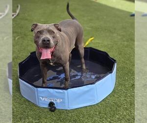 American Pit Bull Terrier-Unknown Mix Dogs for adoption in Las Vegas, NV, USA