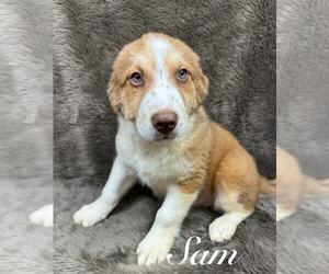 Australian Shepherd-Unknown Mix Dogs for adoption in Grafton, WI, USA