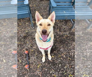 Mutt Dogs for adoption in Elmsford, NY, USA