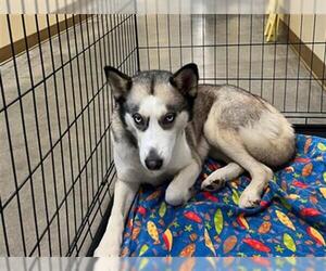 - Mix Dogs for adoption in Texas City, TX, USA