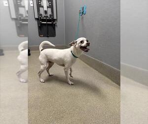 Mutt Dogs for adoption in Las Vegas, NV, USA