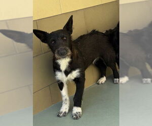 Mutt Dogs for adoption in Riverside, CA, USA