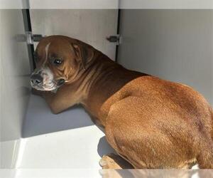 American Pit Bull Terrier-Unknown Mix Dogs for adoption in Houston, TX, USA